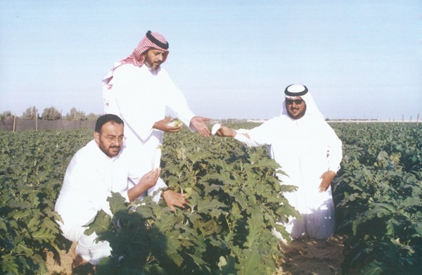 المزارع بن حثلين فخور بانتاجه من الباذنجان الابيض قديما