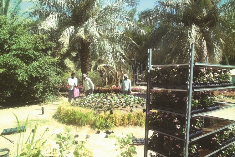 زراعة الازهار الصيفية في الكويت﻿