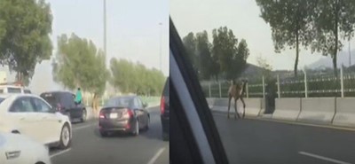 بالفيديو.. قعود سائب يتسابق مع السيارات بأحد شوارع مكة ويثير الرعب