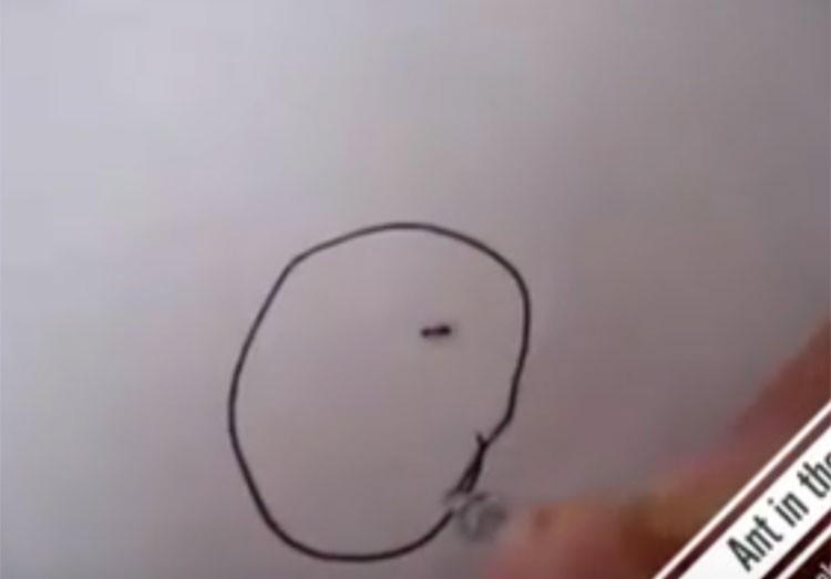 بالفيديو.. 8 ملايين مشاهدة لرد فعل نملة داخل دائرة مرسومة.. لن تصدقوا ماذا فعلت!