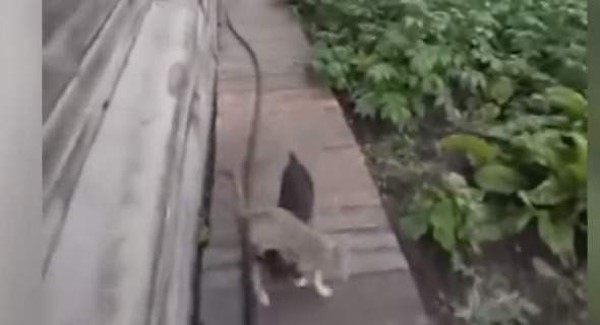 بالفيديو.. كلب يضبط قطة مخمورة ويعيدها للمنزل!