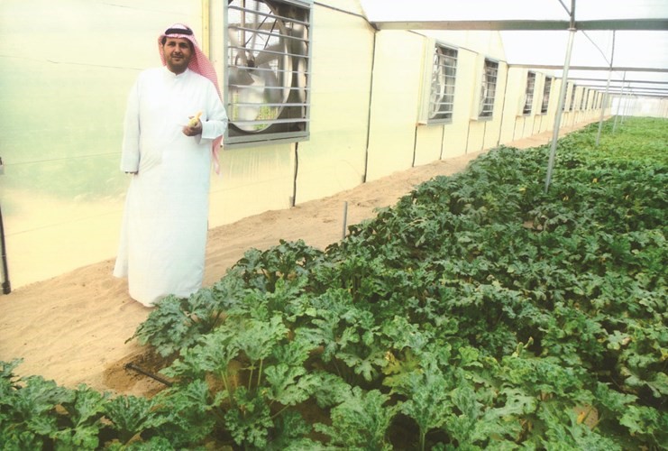 مجمع مبرد حديث لانتاج الكوسا في الوفرة
