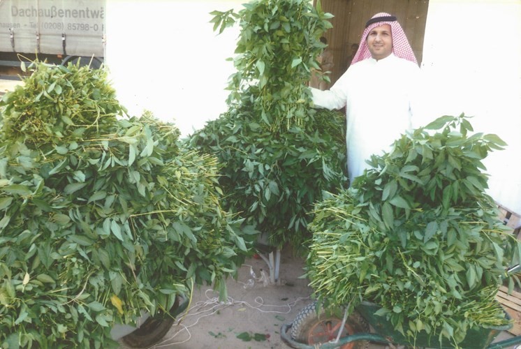 ذروة انتاج الملوخية في مزارع الكويت
