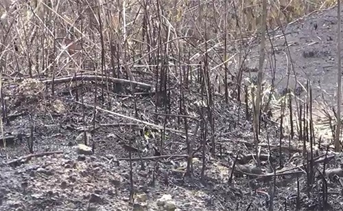 بالفيديو.. غابات غواتيمالا تحرق لإنشاء مدرجات لمروحيات تجار المخدرات 