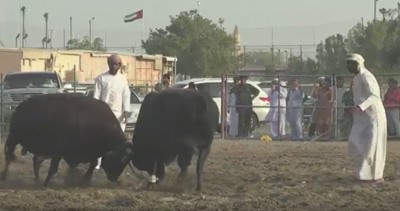 النسخة العربية من مصارعة الثيران في الفجيرة.. بلا مصارعين ولا دماء
