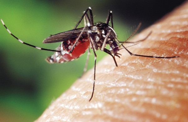 دعوات لترشيد استخدام لقاح الحمى الصفراء