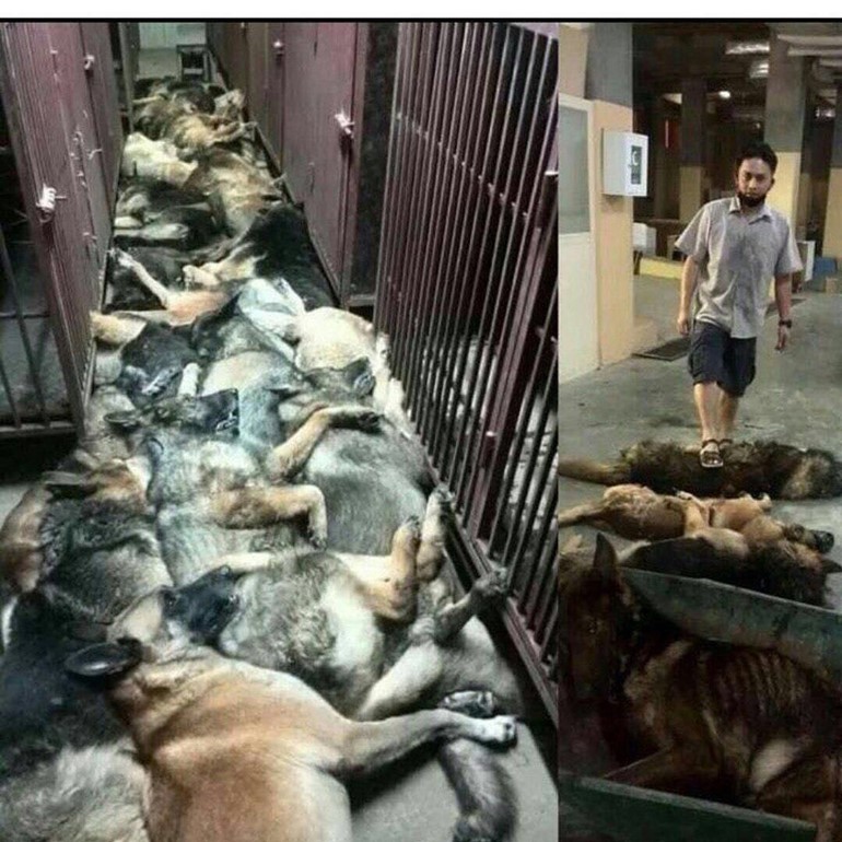 أقدم أحد المقاولين المتعاقدين مع شركة البترول الكويتية، على إعدام كلاب أحضرها للكشف عن المتفجرات بالشركة، بعد فشلها في اختبار كشف المتفجرات.
