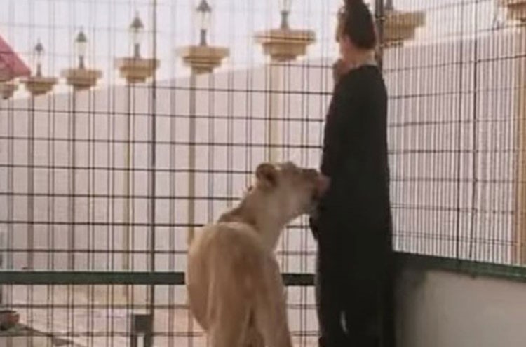 بالفيديو..أسد يعضّ فنانة خليجيّة وينهشها أمام الكاميرات!!