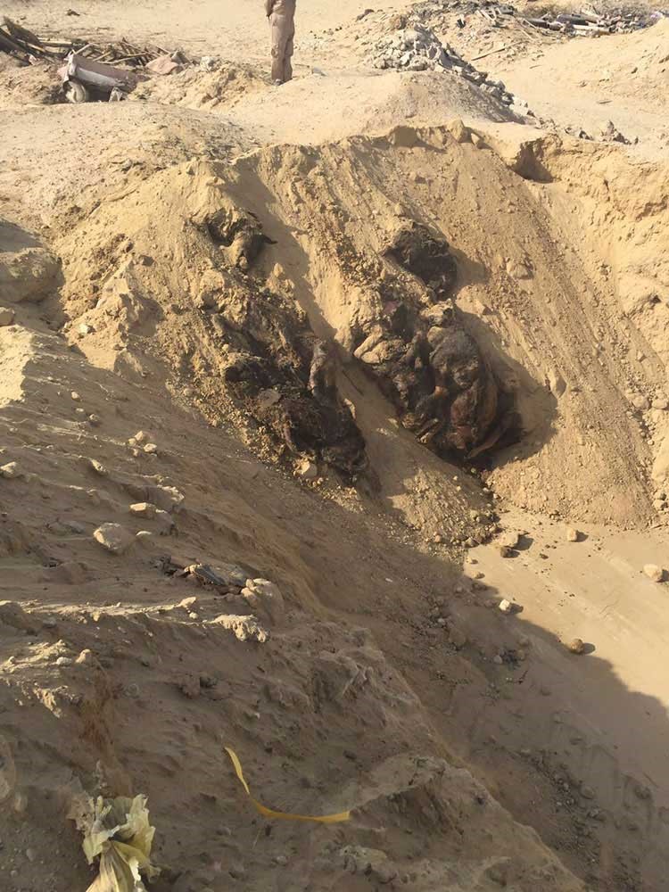 ثلاث جهات تتعامل مع دفن 20 كلباً نافقاً بشكل عشوائي
