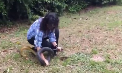 بالفيديو.. امرأة تطارد أفعى ضخمة وتنقضّ عليها