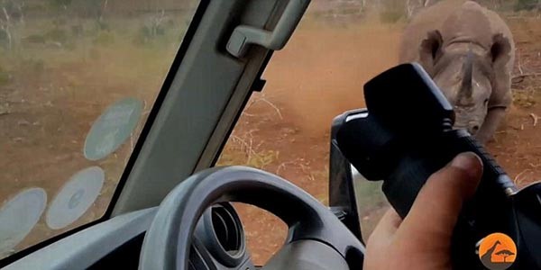 بالفيديو والصور.. شاهد ماذا فعل وحيد قرن غاضب مع رجلين حاولا تصويره