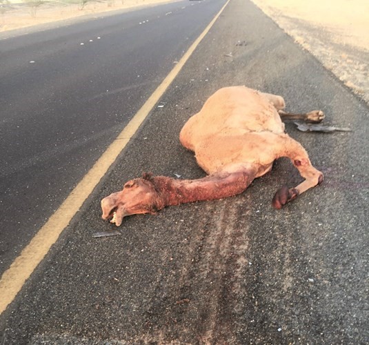 الجمل الذي تسبب في الحادث﻿