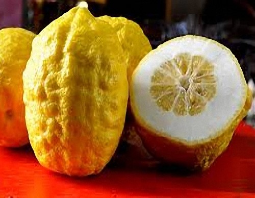 الأترج