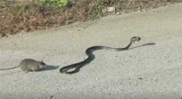بالفيديو.. هكذا أنقذت أنثى الجرذ صغيرها من براثن أفعى 