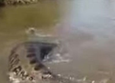 بالفيديو.. شاهد لحظة ظهور ثعبان عملاق في أحد الأنهار
