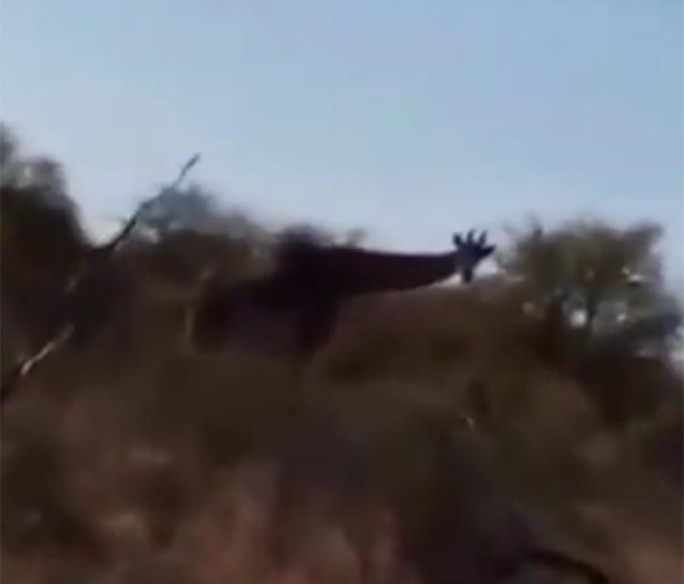 بالفيديو.. مواطنون سعوديون يصطادون زرافة ويذبحونها ويجهزونها للطبخ