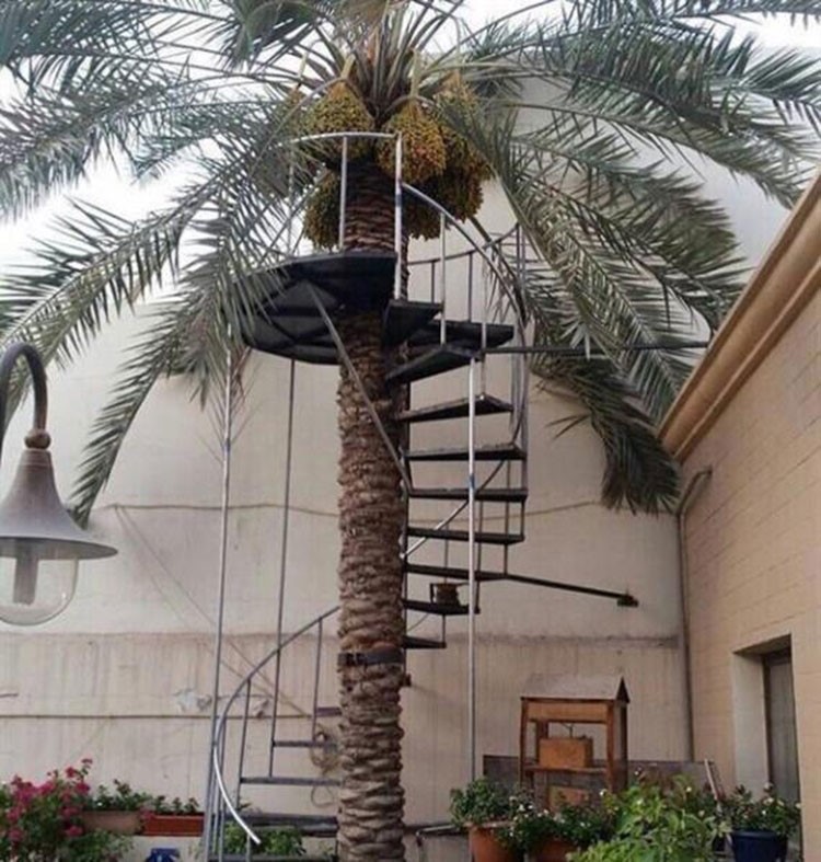 صورة: سعودي يبتكر طريقة تُمكّن والدته من مواصلة هوايتها في جني التمور