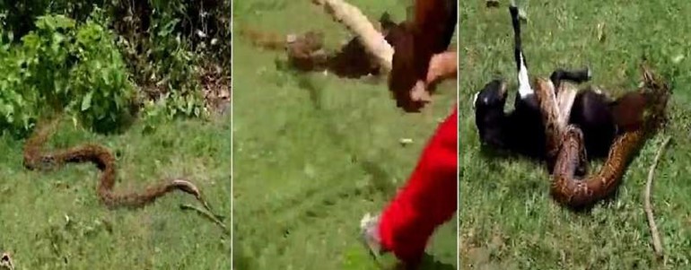 بالفيديو .. شاهد معركة قرويين لإنقاذ ماعز من قبضة ثعبان في الهند