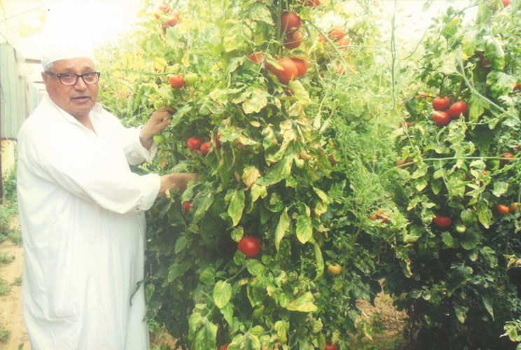 المزارع الارملي انتاجنا من الطماطم مميز ومتميز
