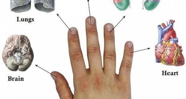 كل إصبع مرتبط بعضوين من جسمك: طريقة يابانية تعالجك في 5 دقائق