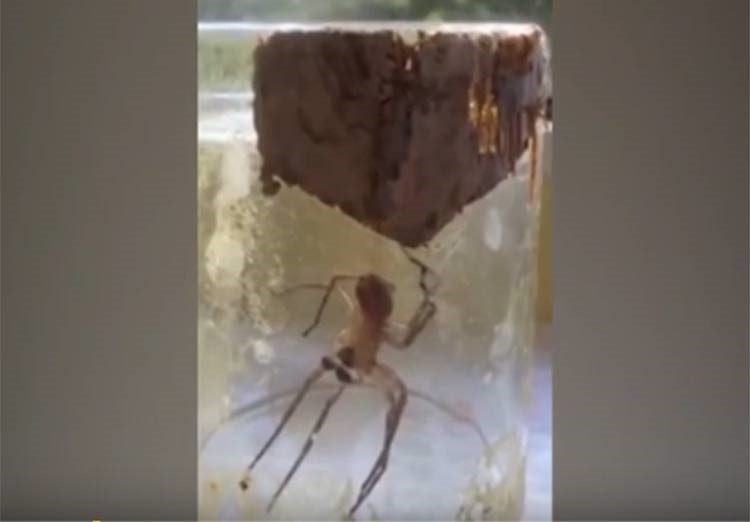 بالفيديو.. عنكبوت يعالج ساقه المكسورة بطريقة غريبة
