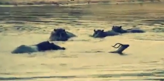 بالفيديو.. صراع بين 4 حيوانات للفوز بغزالة محاصرة