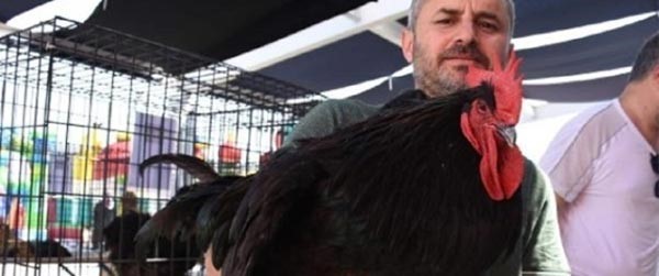 5 آلاف دولار ثمناً للديك الواحد في أحد معارض طيور الزينة بتركيا.. ما المميز فيه؟