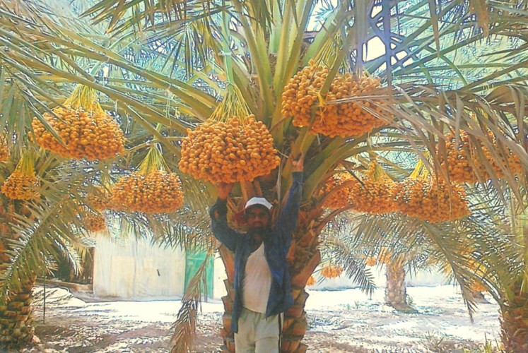 سبائك البرحي تتدلى في مزرعة السبائك