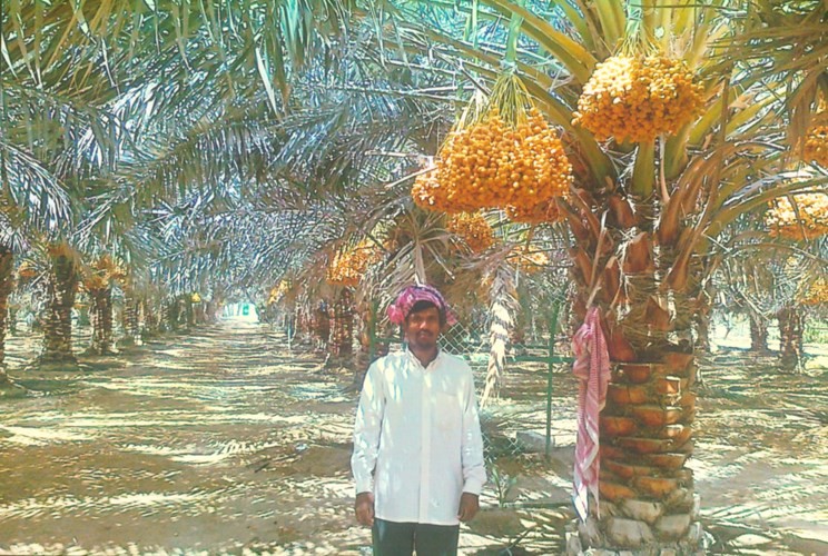 جانب من مزرعة ارياف الوفرة