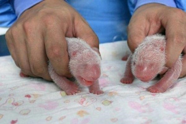بالصورة.. باندا تنجب أثقل توأمين في العالم 