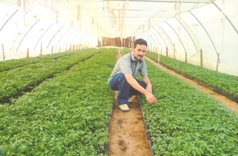 شتلات الطماطم في مزرعة الصابري بالوفرة﻿