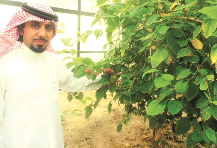 المزارع يوسف فخور بالانتاج الكويتي من التوت الاحمر
﻿