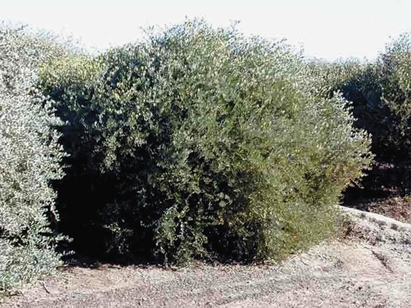  هيئة الزراعة تنجح في إكثار شجرة «الهوهوبا» لزراعتها في الكويت
