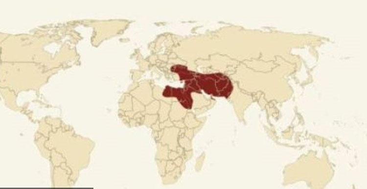 
الامبراطورية الاخمينية 550 قبل الميلاد - 330 قبل الميلاد اوج قوتها 480 قبل الميلاد المساحة 8،500،000 كيلومتر عدد السكان 50 مليونا ابرز الحكام خشایارشا الاول وسقطت بمقتل الملك الفارسي داريوس الاول على يد نسيبه بيسوس

