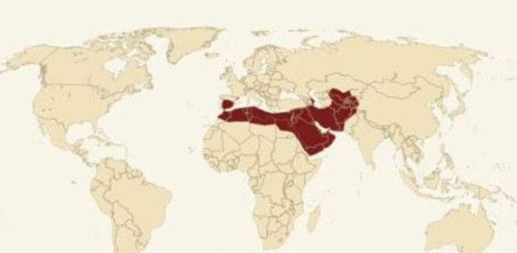 
الخلافة الاموية 661 - 750 اوج قوتها العام 690 المساحة 15،000،000 كيلومتر عدد السكان 62 مليونا من ابرز الحكام عبد الملك بن مروان ورغم طابعها الاسلامي، الا انها منحت الاقليات المسيحية واليهودية حرية ممارسة شعائرهم
