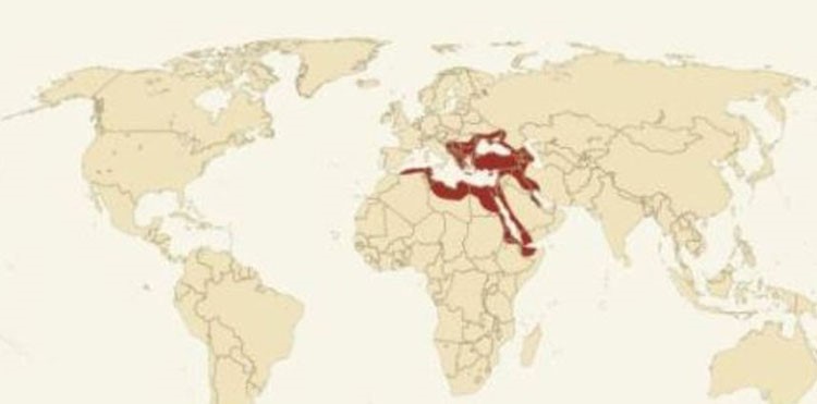 
الامبراطورية العثمانية 1299 - 1922 اوج قوتها العام 1540 المساحة 5،200،000 كيلومتر عدد السكان 110 ملايين ابرز الحكام سليمان القانوني يعتبر سقوط القسطنطينية على يد الامبراطورية العثمانية في العام 1453 بمثابة انتهاء الامبرطورية البيزنطية
