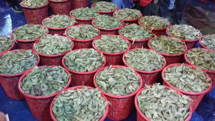 «التجارة» تضبط أسماكاً فاسدة في سوق المباركية