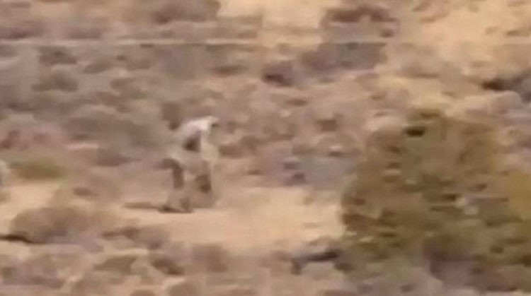 بالفيديو.. مخلوق غريب يشبه الانسان يتجول في الصحراء