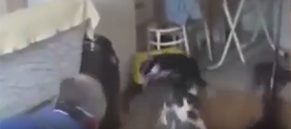 بالفيديو.. لحظة تحرير عشرات القطط المحتجزة داخل أريكة 