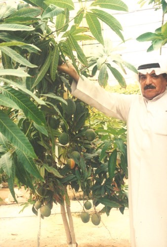 مساعد الشايجي يزرع المانغا بنجاح في العبدلي﻿