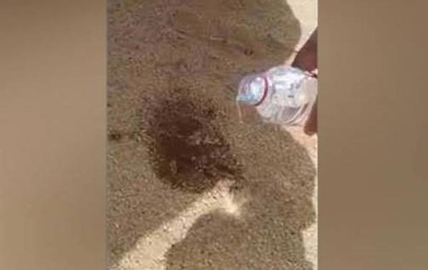 بالفيديو.. سكب الماء على العقرب .. والنتيجة مذهلة !!