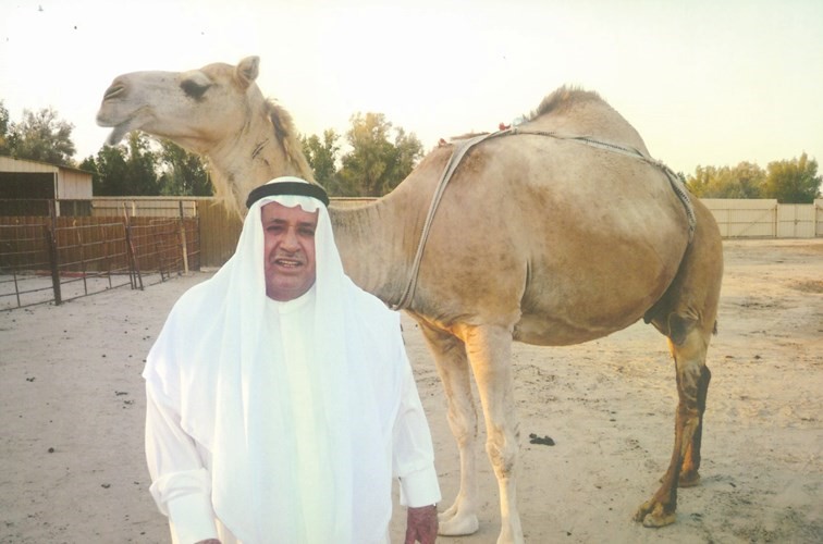 تربية الابل هواية قديمة جديدة لدى الكويتيين
﻿