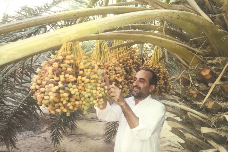 الاستمرار في جمع البلح الخلال والمناصيف الرطب
﻿