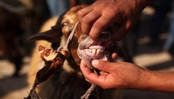 قبل شرائها.. تعرف على الشروط الصحية للأُضحية