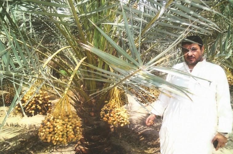 ذروة انتاج البلح الخلال في الكويت﻿