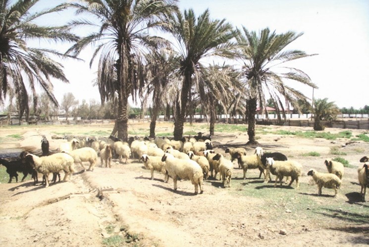 الاغنام تحت ظلال النخيل في الوفرة
﻿