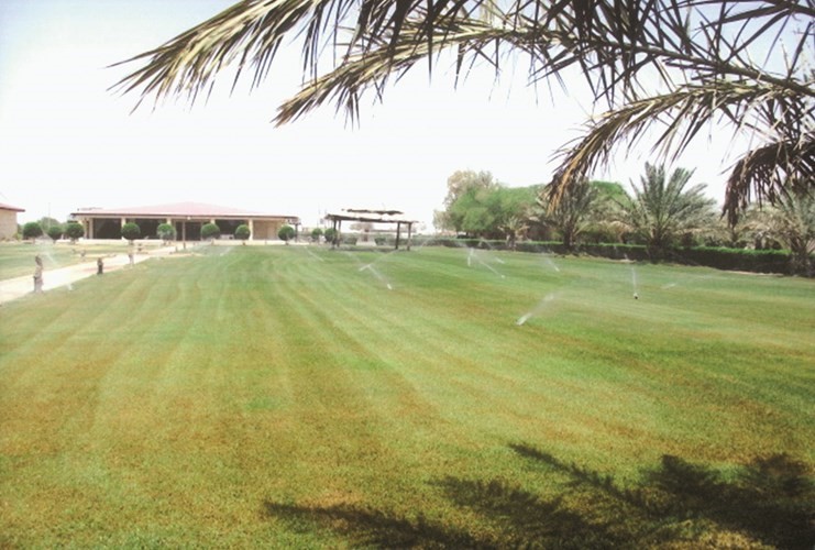مسطح اخضر زاهر في مزرعة سعد الجلال﻿