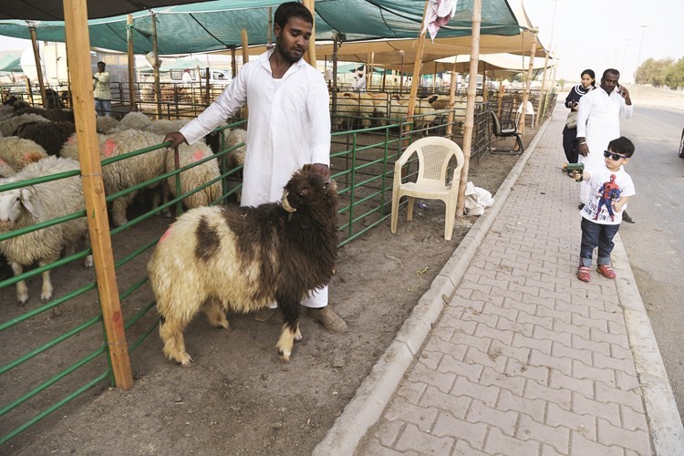 احد الباعة يعرض الخروف لرواد السوق﻿