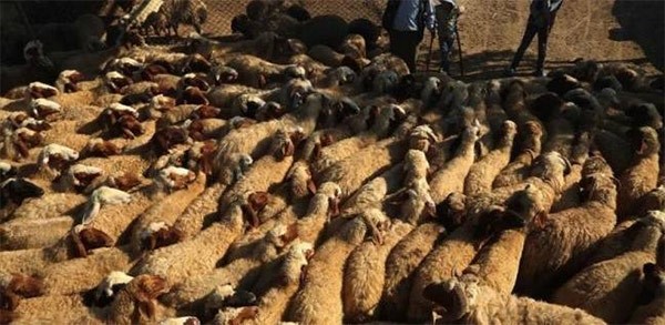 أضاحي العيد تكسر حصار غوطة دمشق