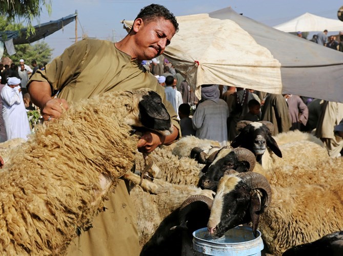 ارتفاع كبير في اسعار اضاحي العيد رويترز
